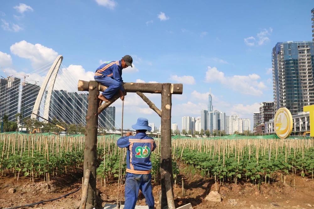hoa hướng dương