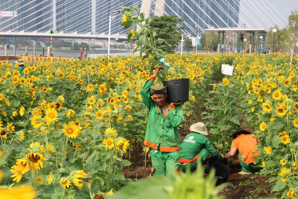 hoa hướng dương