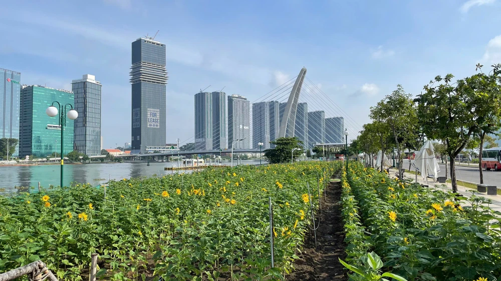 Vườn hoa hướng dương dọc Công viên bờ sông Sài Gòn
