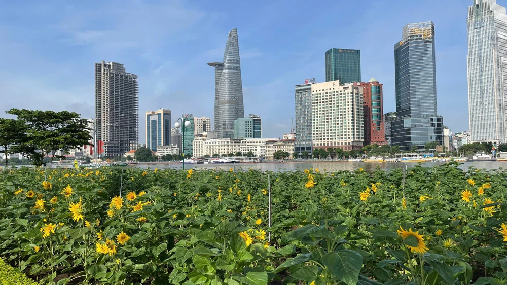 Vườn hoa hướng dương dọc Công viên bờ sông Sài Gòn