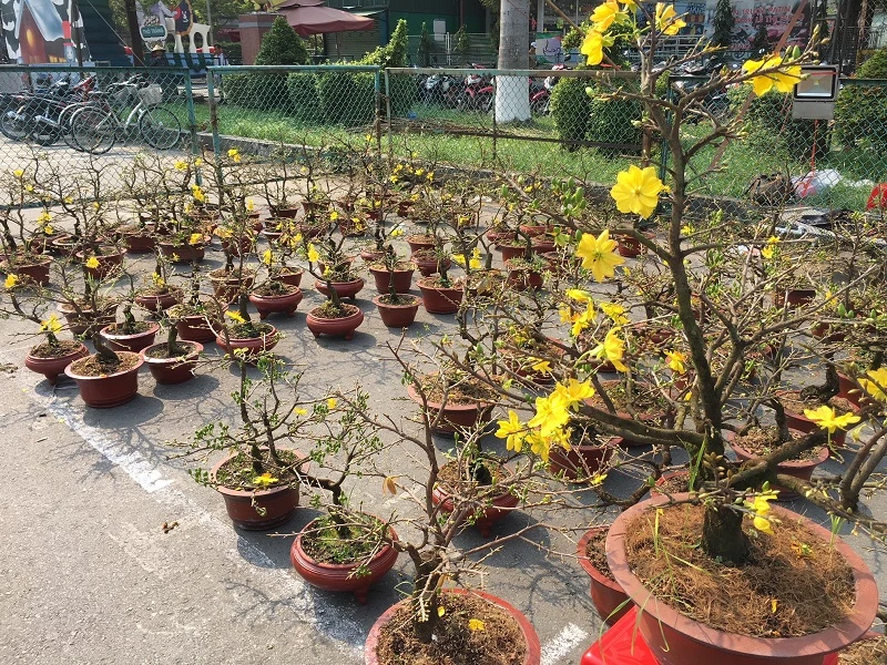 Hoa Tết ba miền thi nhau 'đọ sắc đep' ở TPHCM ảnh 9