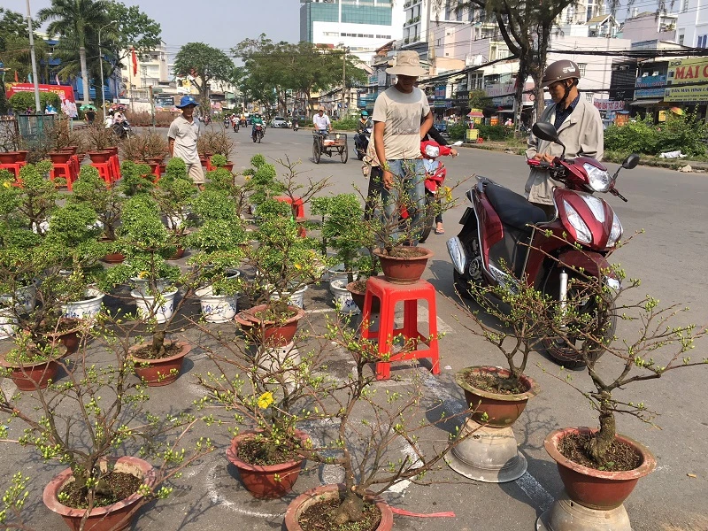 Hoa Tết ba miền thi nhau 'đọ sắc đep' ở TPHCM ảnh 6