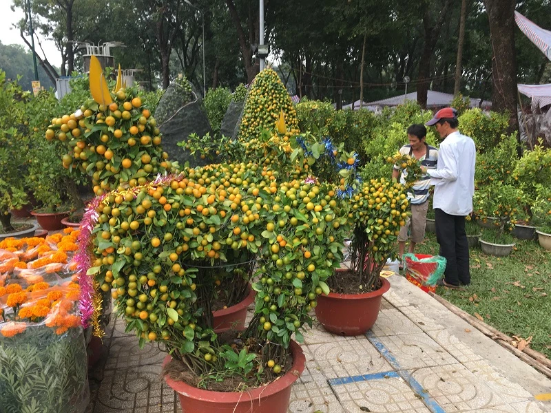 Hoa Tết ba miền thi nhau 'đọ sắc đep' ở TPHCM ảnh 4