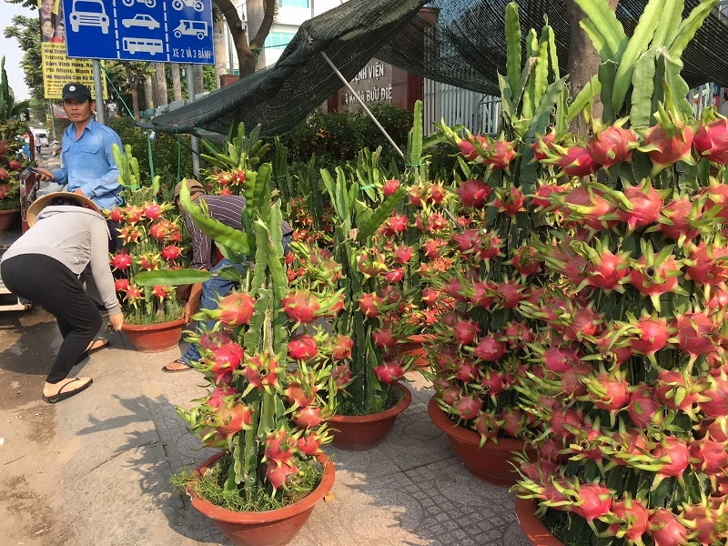 Hoa Tết ba miền thi nhau 'đọ sắc đep' ở TPHCM ảnh 3