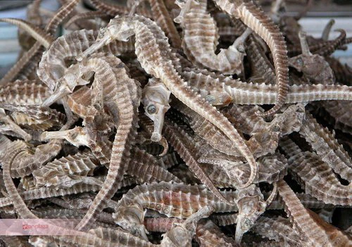 Bài thuốc từ cá ngựa ảnh 2