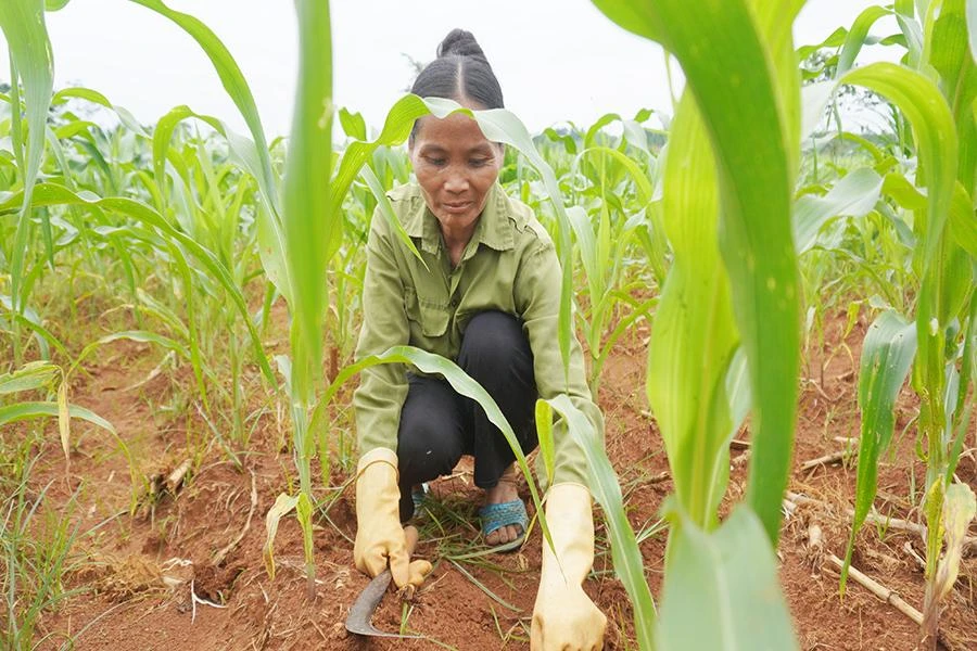 Bà Nguyễn Thị Long ngày ngày đi làm thuê, tranh thủ thời gian đi mò cua bắt ốc để nuôi dưỡng khát khao của con trở thành cô giáo dạy văn. Ảnh: ĐẶNG TRUNG