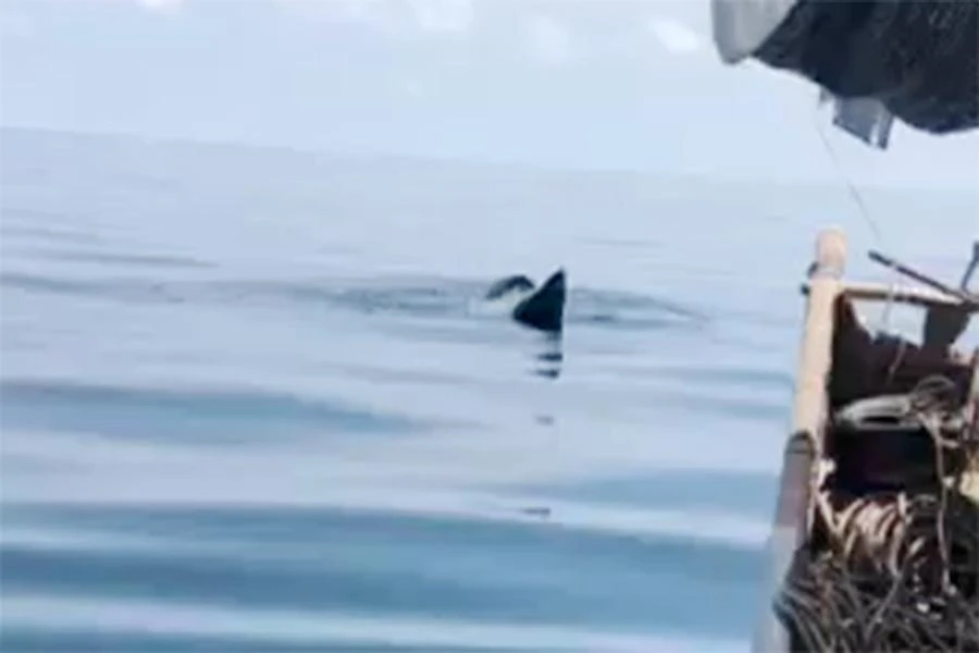 Hình ảnh vây cá voi nổi trên mặt nước.