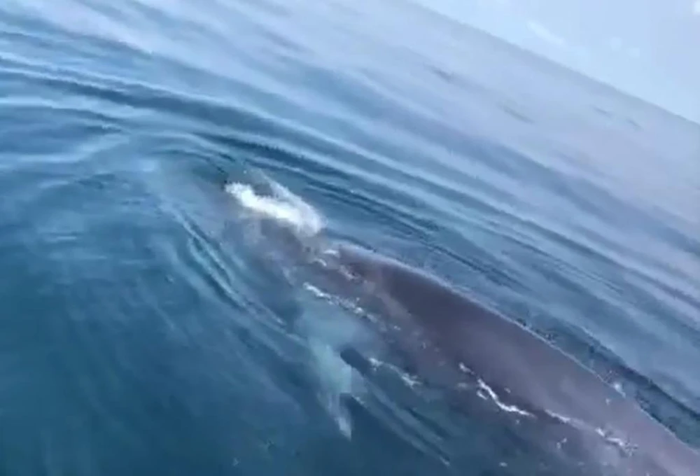 Khoảnh khắc cá voi tiến gần lại bờ của ngư dân nổi lên mặt nước được ngư dân ghi lại. Ảnh cắt ra từ clip