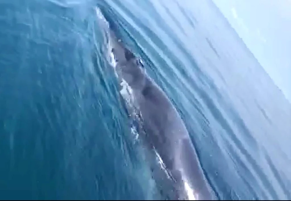 Hình ảnh cá voi xuất hiện trên vùng biển Hoằng Hóa. Ảnh cắt ra từ clip
