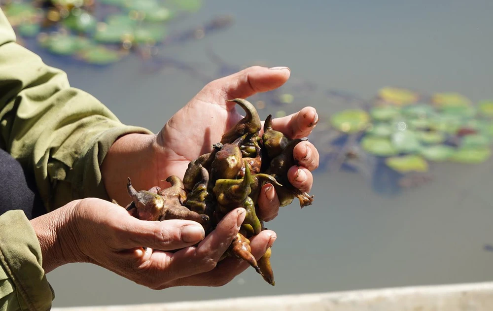 Đôi bàn tay chai sần, nhăn nheo của người trồng ấu bởi bao nhiêu năm trời lam lũ để trồng ra những củ ấu mang đặc trưng riêng của xứ Thanh. Ảnh: ĐẶNG TRUNG