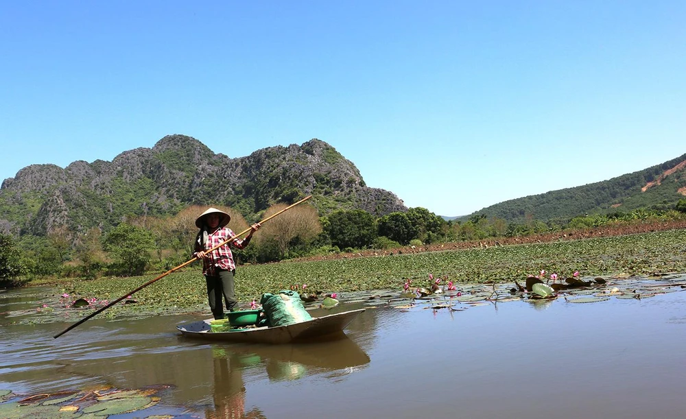 Người dân thu hoạch ấu. Ảnh: ĐẶNG TRUNG