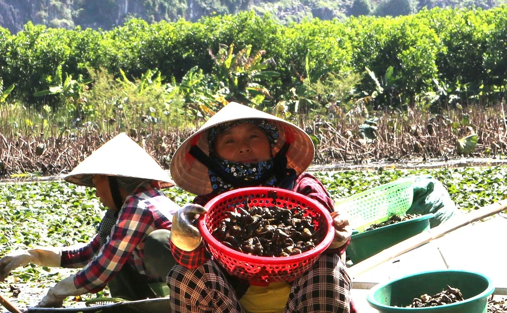 Niềm vui của người nông dân khi được mùa củ ấu. Ảnh: ĐẶNG TRUNG