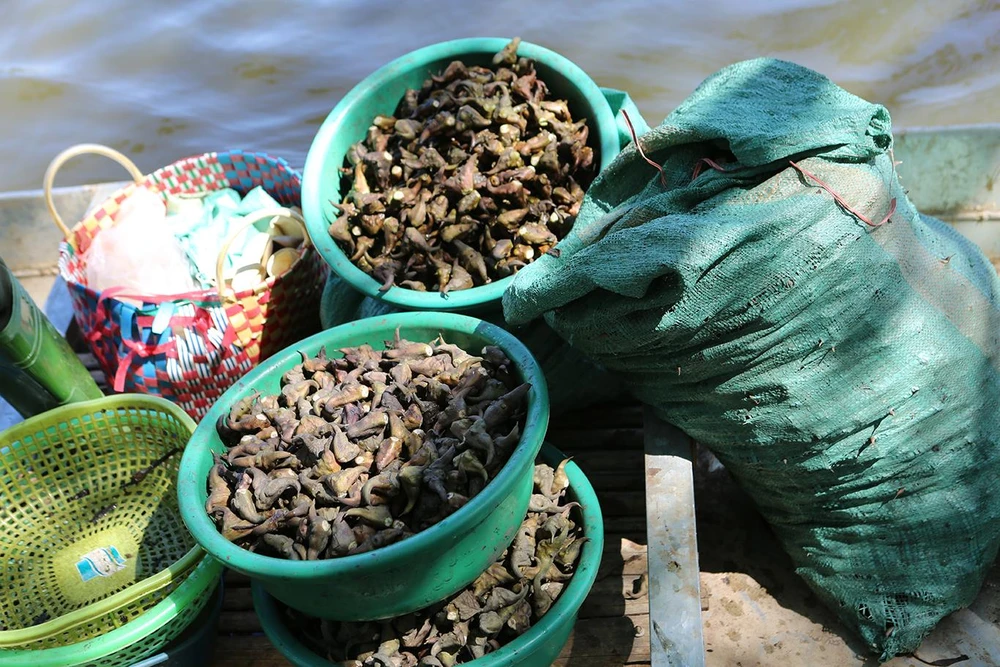 Giá bán hiện tại bán khoảng 10.000 - 12.000 ngàn/kg nên có những gia đình thu nhập cả 100 triệu đồng từ việc trồng củ ấu. Ảnh: ĐẶNG TRUNG