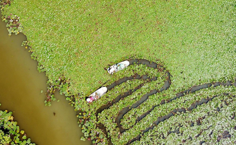 Nhìn từ trên cao xuống, hình ảnh người dân thu hoạch củ ấu như một bức tranh thủy mặc bình yên ở vùng đất Vĩnh Lộc. Ảnh ĐẶNG TRUNG