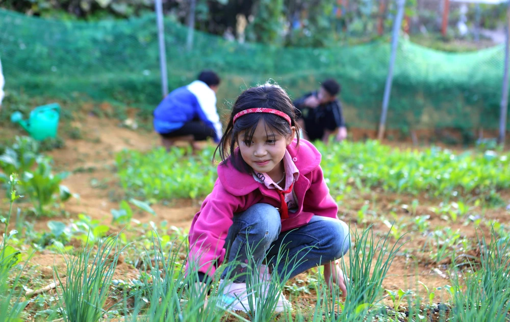 Một học sinh lớp 4 ở Cao Sơn nhổ cỏ, chăm sóc cho vườn rau xanh cho các thầy.
