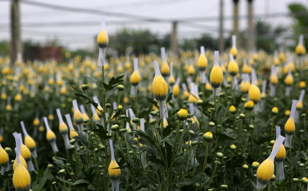 Những bông cúc được bọc lưới chờ ngày ra chợ Tết.