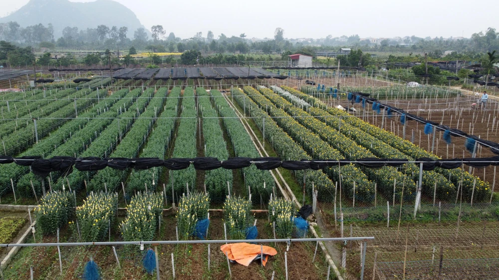 "Trừ mọi chi phí gia đình anh cũng thu về được khoảng 100 triệu đồng" - anh Quân cho biết thêm.