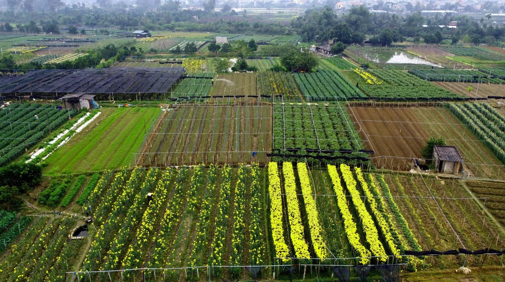 Những sắc màu ở làng hoa Đông Cương khi Tết nguyên Đán đang đến gần.