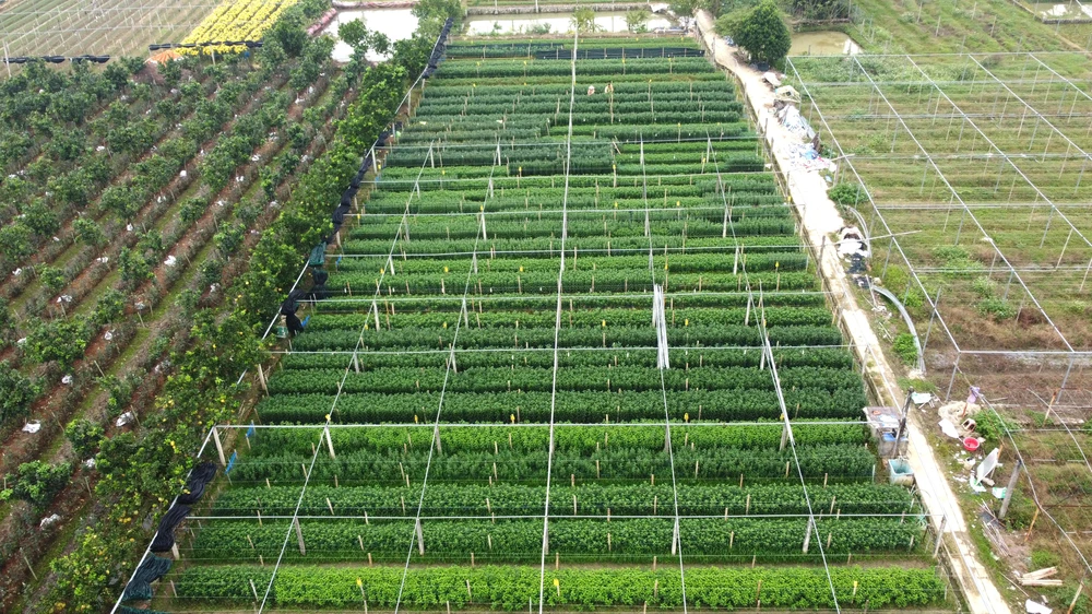 Khi Tết Nguyên Đán cận kề, những luống hoa cúc màu xanh bắt đầu bung nở.