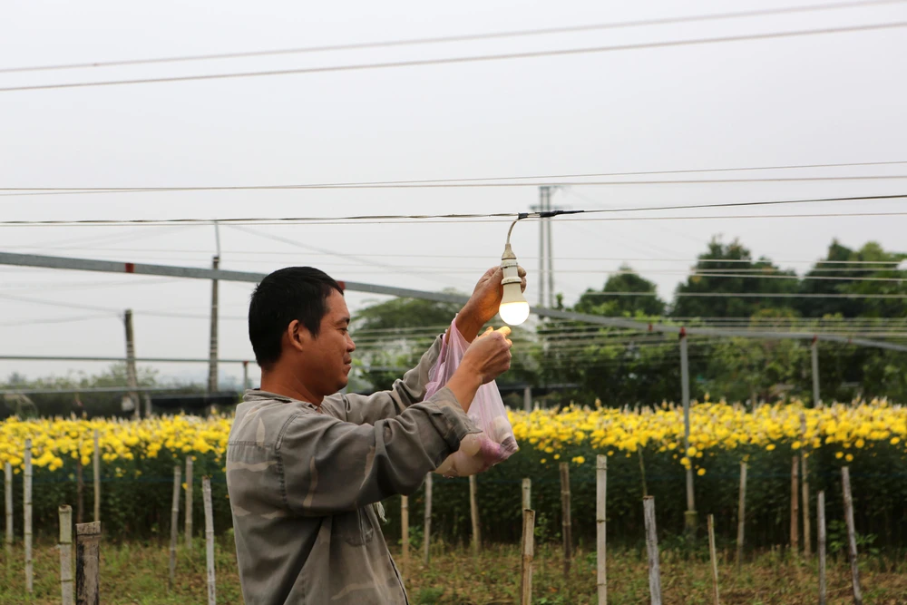 Theo anh Nguyễn Văn Sơn (phố 4, Đông Cương), Tết chong đèn cho hoa lớn cũng là chong đèn hi vọng cho một mùa bội thu.