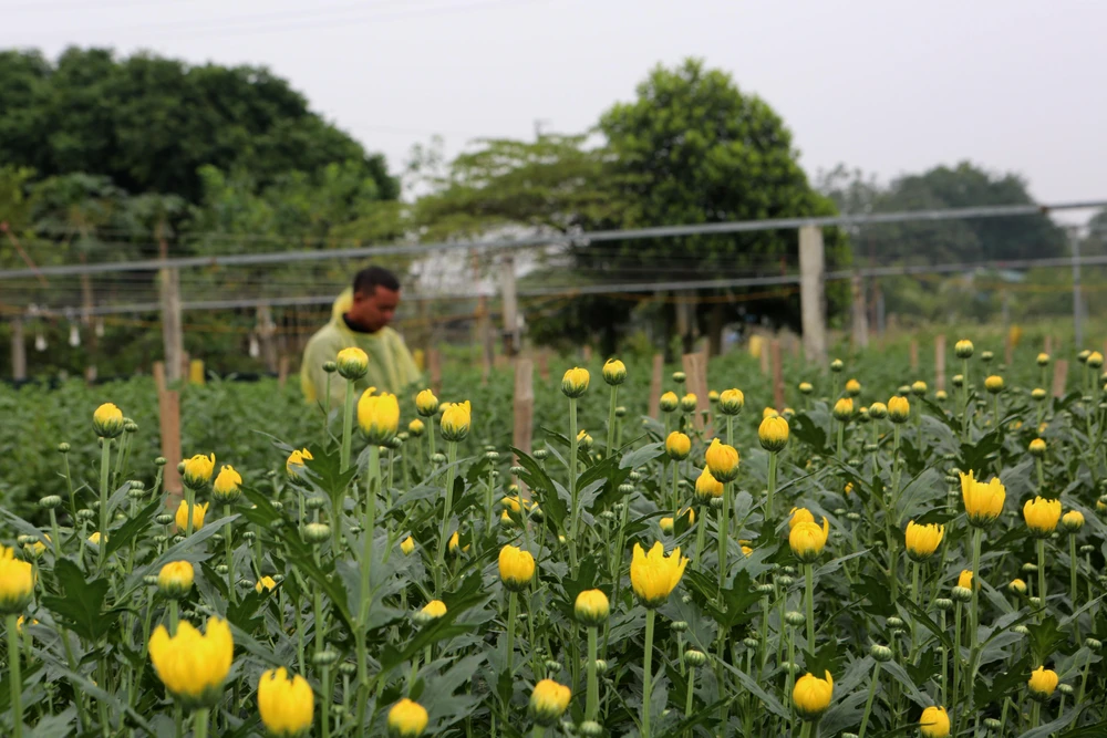 Theo người dân địa phương, thì ở làng hoa Đông Cương có nhiều người là đàn ông trồng hoa. Họ rất cần mẫn, tỉ mỉ để hoa nở đúng dịp mới có lãi.