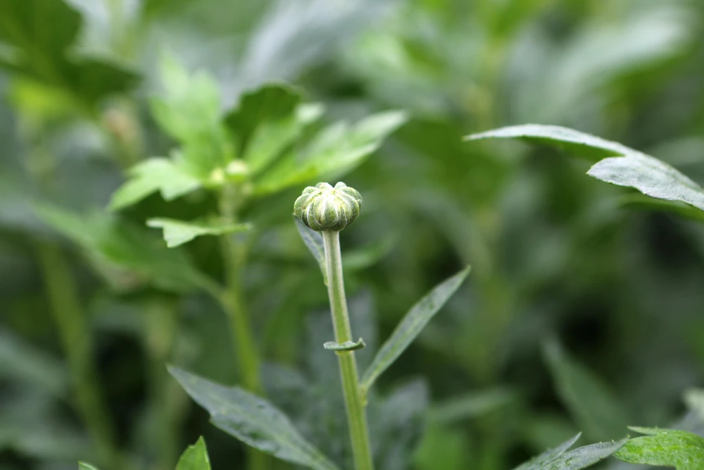 Cũng theo anh Quân, cả gia đình trông chờ vào vựa hoa Tết Nguyên đán này, nếu không chuẩn bị chong đèn để nuôi hoa, hoa nở sớm thì cả nhà mất Tết.