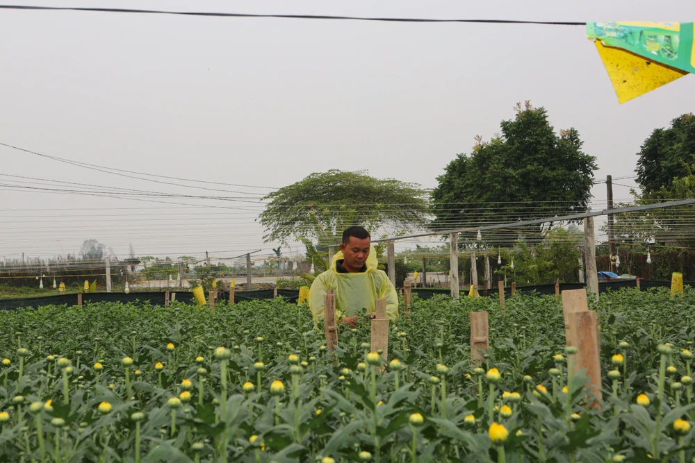 Anh Lê Văn Quân (người làng hoa Đông Cương) cho biết gia đình anh trồng hoa với tổng diện tích hơn 0,5 ha.