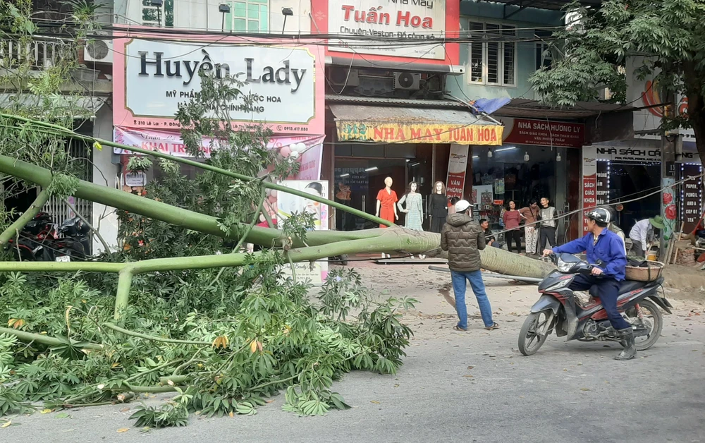 Cây xanh bất ngờ bật gốc dù không có gió. Ảnh: ĐT