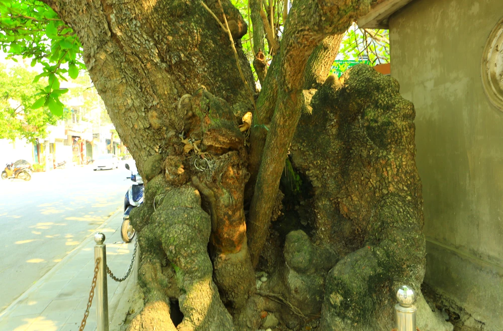 Và cả những thân cây nhỏ mọc ra từ gốc cây bàng cổ thụ và cả những hình thù đặc biệt. Ảnh: ĐẶNG TRUNG