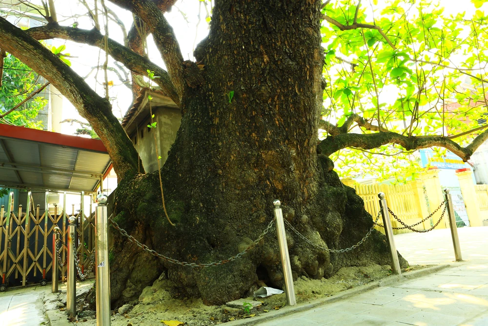 Gốc bàng cổ thụ có đường kính khổng lồ, 4 đến 5 người ôm không xuể. Ảnh: ĐẶNG TRUNG