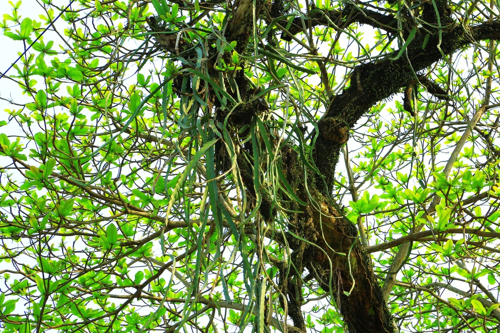 Và nhiều loại cây cỏ tươi tốt khi sống nhờ trên thân cây bàng cổ thụ . Ảnh: ĐẶNG TRUNG