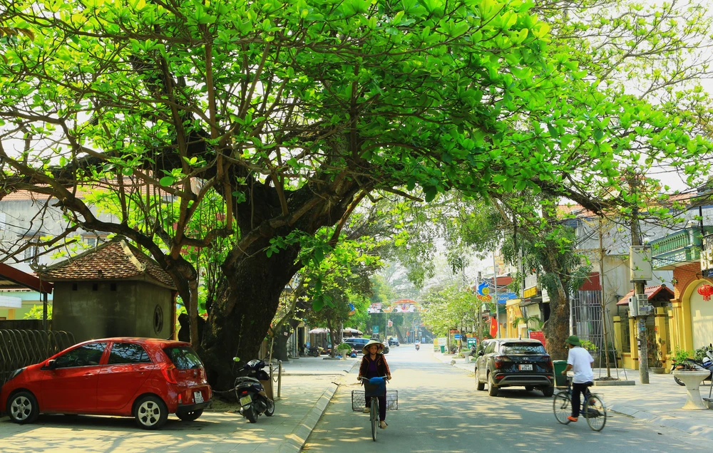 Cây bàng cổ thụ có chiều cao khoảng 10m có tán lá rộng, khi người dân du khách đi qua đây có được cảm giác bình yên. Ảnh: ĐẶNG TRUNG