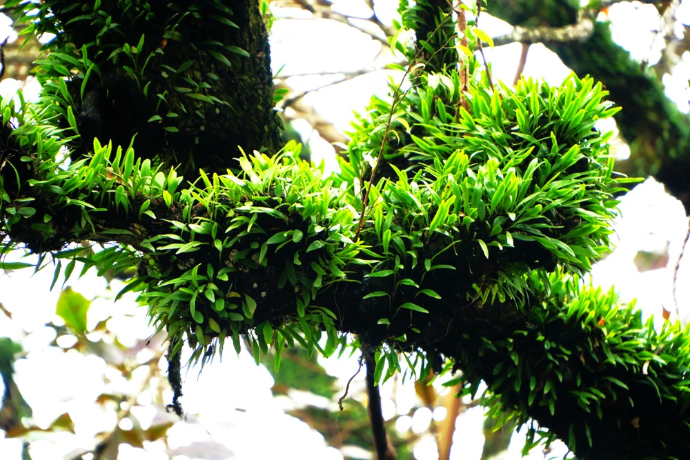 Ở mỗi cành cây của cây bàng cổ thụ là nét rêu phong, cổ kính trầm mặc mang màu thời gian. Ảnh: ĐẶNG TRUNG