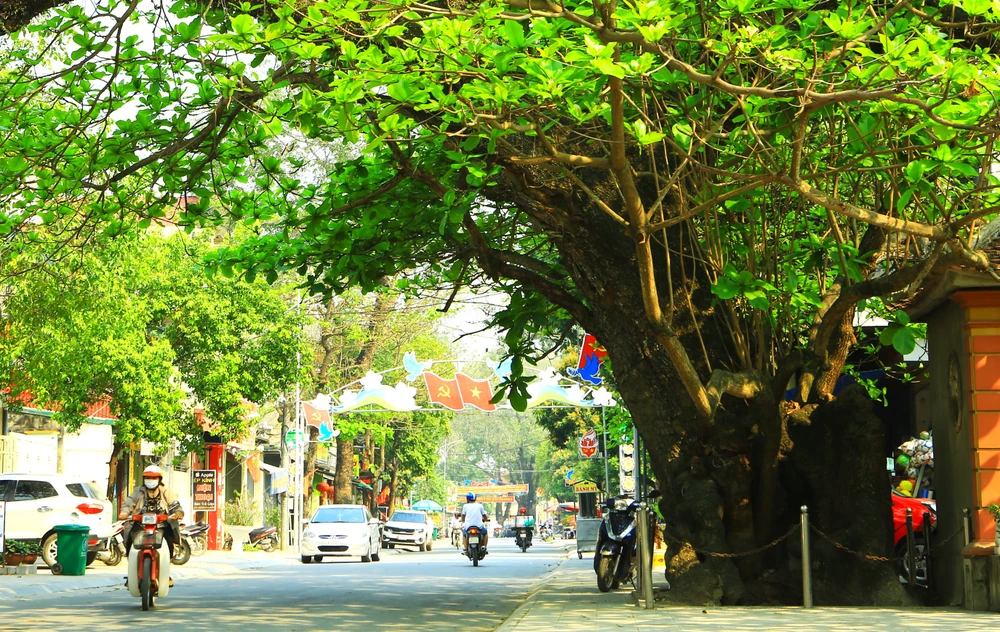 Cây Bàng Cổ Thụ Hà Trung