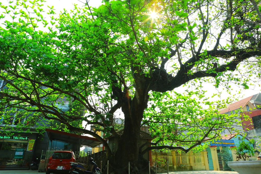 Dù có tuổi đời hàng trăm năm, nhưng cây bàng vẫn phát triển tốt, lá xanh mướt. Ảnh: ĐẶNG TRUNG