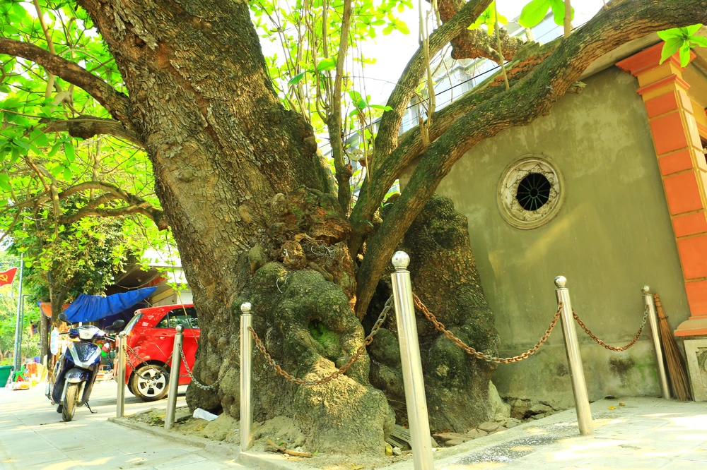 Gốc bàng cổ thụ được người dân địa phương làm dựng hàng rào để bảo vệ. Ảnh: ĐẶNG TRUNG