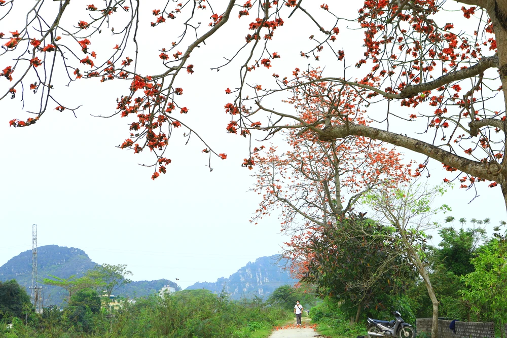 Khi những bông hoa gạo tỏa sắc rực rỡ thì chẳng kém cạnh bất kỳ một loài hoa nào. Ảnh: ĐẶNG TRUNG