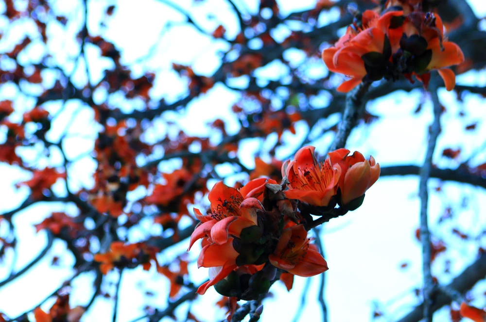 Và mỗi lần ngắm bông gạo nở đỏ rực ấy lại khiến bao phận người tha hương mưu sinh bồi hồi, thổn thức nhớ về tuổi thơ bình yên nơi quê nhà. Ảnh: ĐẶNG TRUNG