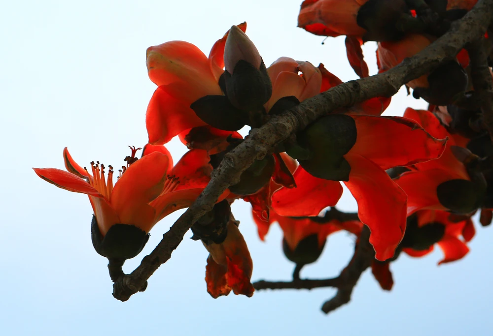 Bông gạo bởi mang màu sắc đỏ tươi nên đầy sức sống. Ảnh: ĐẶNG TRUNG