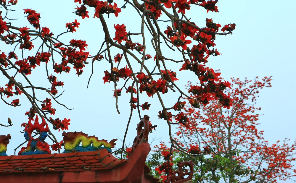 Hoa gạo là loài hoa cánh đơn với 5 cánh lớn, cánh hoa dày. Ảnh: ĐẶNG TRUNG