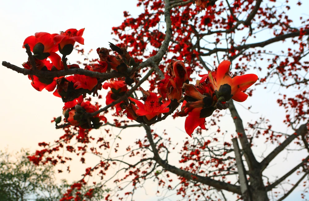 Giữa tháng 3 là thời điểm hoa gạo nở đồng loạt có đóa to, cánh dầy. Ảnh: ĐẶNG TRUNG