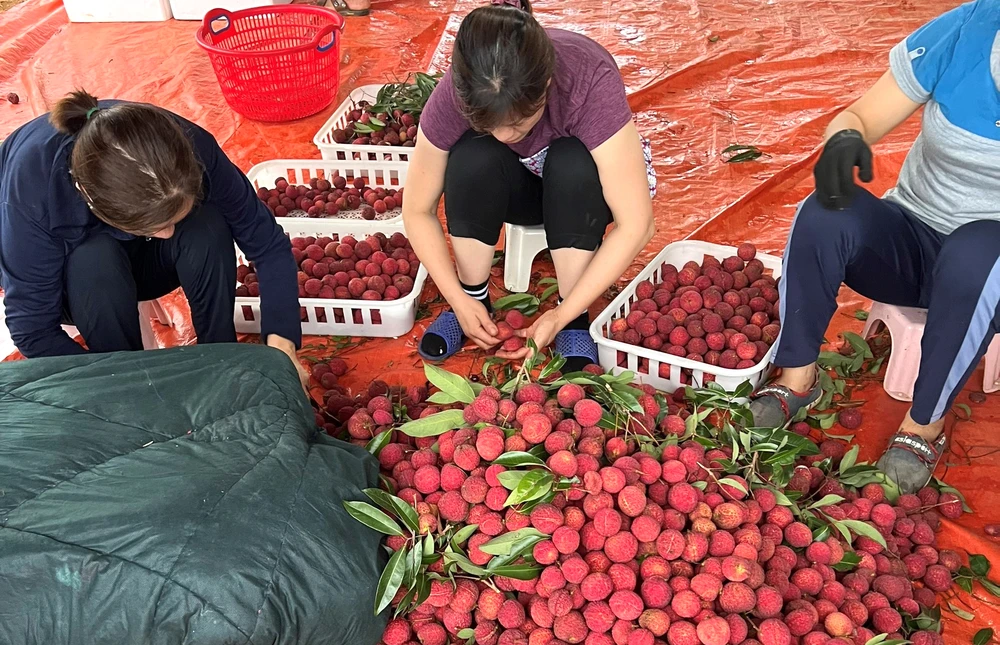 Vải thiều không hạt được lựa chọn kĩ càng trước khi đưa đi xuất khẩu ở thị trường Anh, Nhật Bản. Ảnh: ĐT
