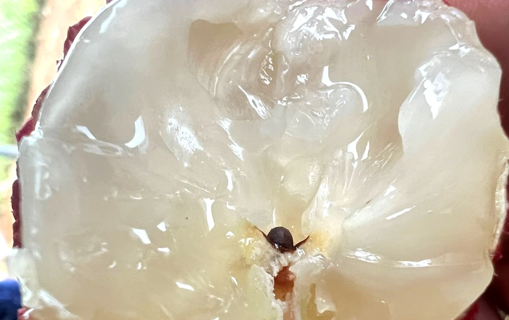 Vải không hạt có vị ngọt thanh và không nhiều đường, khi ăn vào có cảm giác thanh mát. Ảnh: ĐT