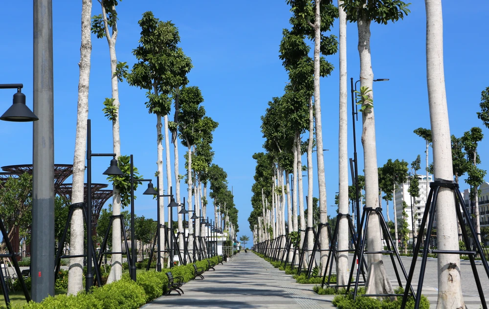 Cây báng trồng hai bên vỉa hè các tuyến đường có chiều cao 14-15m, đường kính 30-50cm. Cây báng trồng hai bên vỉa hè các tuyến đường có chiều cao 14-15m, đường kính 30-50cm.