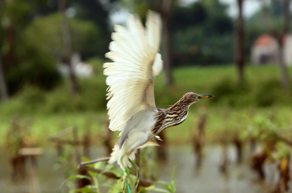 Cận-cảnh nước-mắt Chim-Trời-Bị-Sa-Bẫy-Ở-Thanh-Hóa-1.JPG