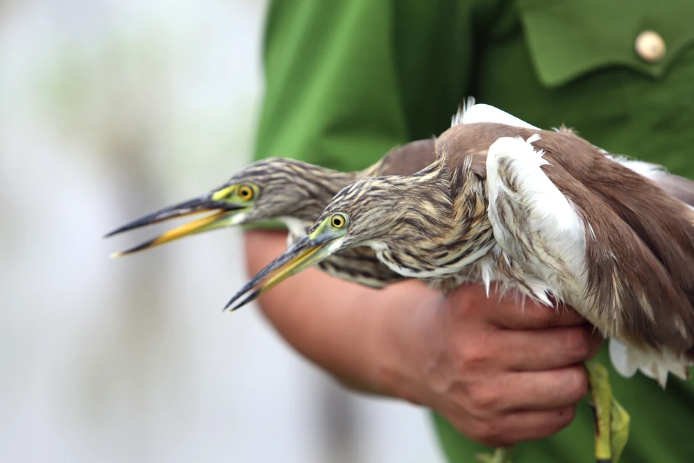 Cận-cảnh nước-mắt Chim-Trời-Bị-Sa-Bẫy-Ở-Thanh-Hóa-18.JPG