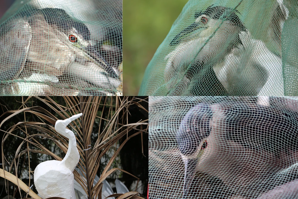 Cận-cảnh nước-mắt Chim-Trời-Bị-Sa-Bẫy-Ở-Thanh-Hóa-2.jpg