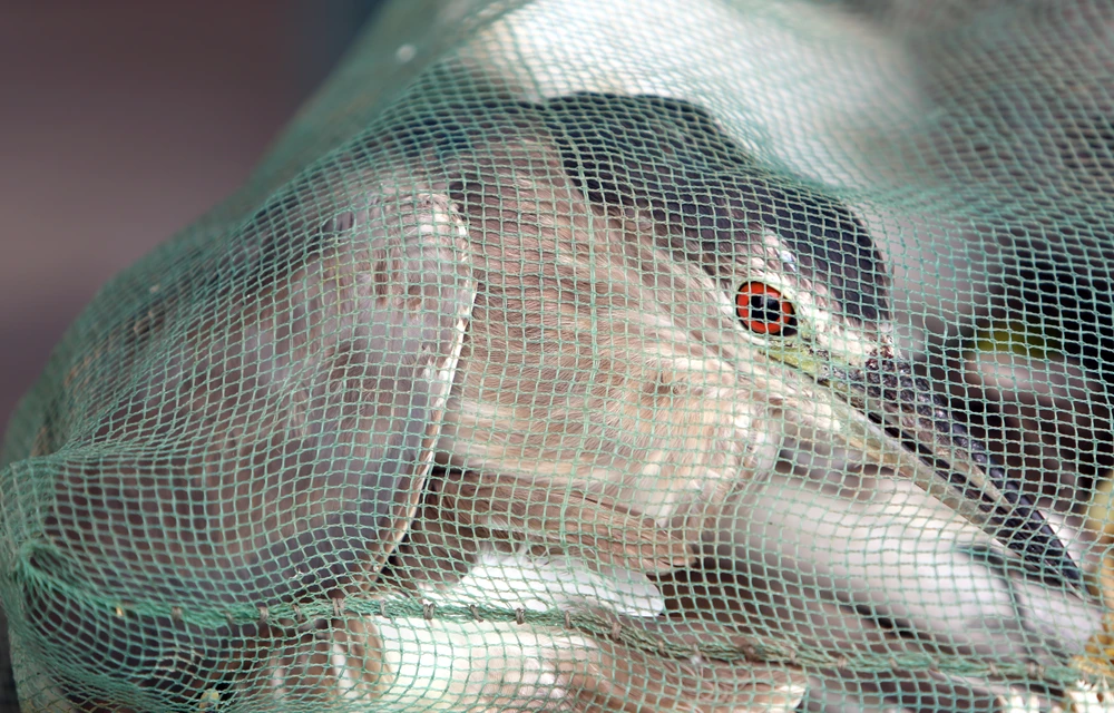 Cận-cảnh nước-mắt Chim-Trời-Bị-Sa-Bẫy-Ở-Thanh-Hóa-28.JPG