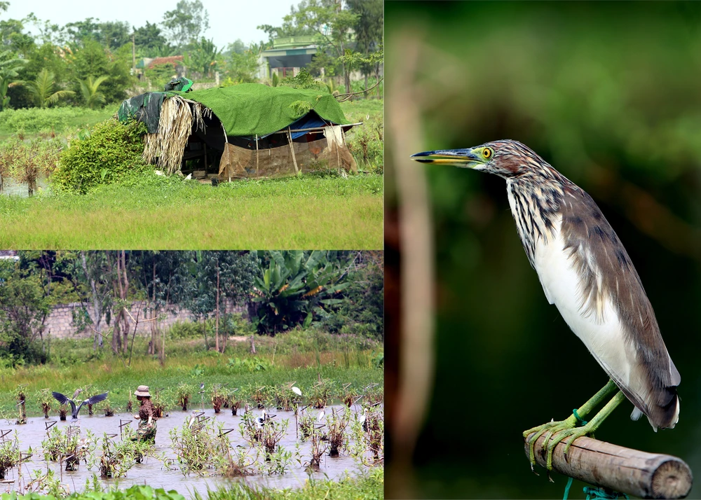 Cận-cảnh nước-mắt Chim-Trời-Bị-Sa-Bẫy-Ở-Thanh-Hóa-4.jpg