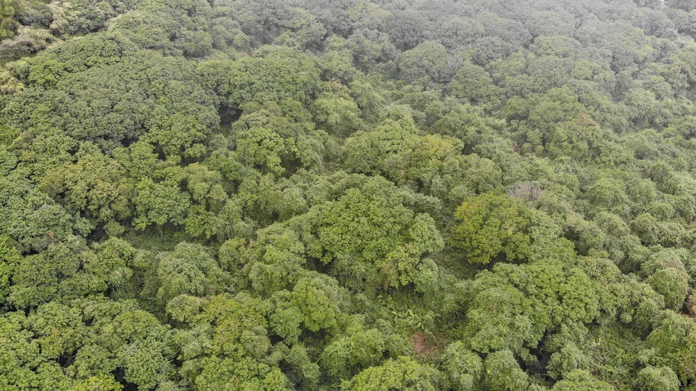 Cận cảnh rừng sến lớn nhất Đông Nam Á ở Thanh Hóa